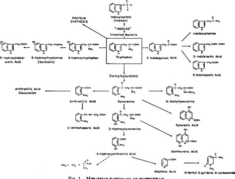 Figure 1 from TRYPTOPHAN METABOLISM IN MAN. | Semantic Scholar