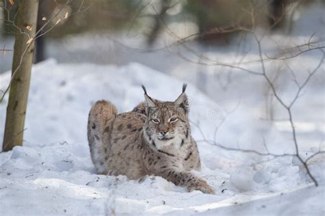 Lynx In The Snow While Hunting Stock Image - Image of background, north ...