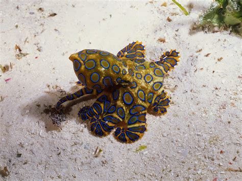 AVEEK- Blogs: The Blue Ringed Octopus