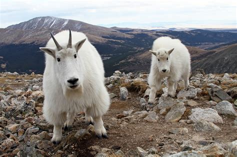 Wildlife - Alpine Tundra