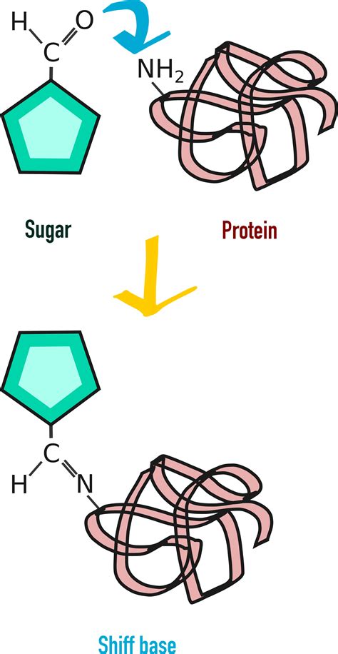 Edible Molecules-What's Maillard reaction and why everybody talks about it