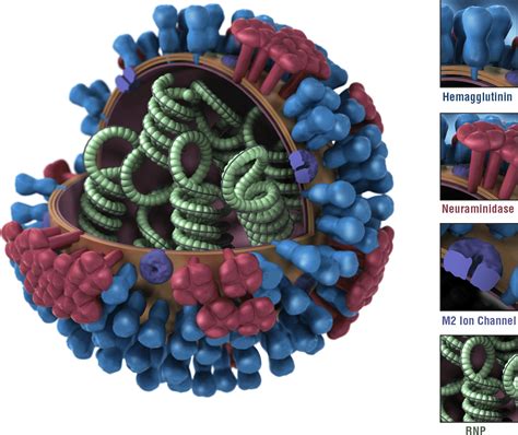 Question? : r/Influenza