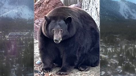 'Hank the Tank,' Bear Ravaging Lake Tahoe Homes, is Actually 3 bears