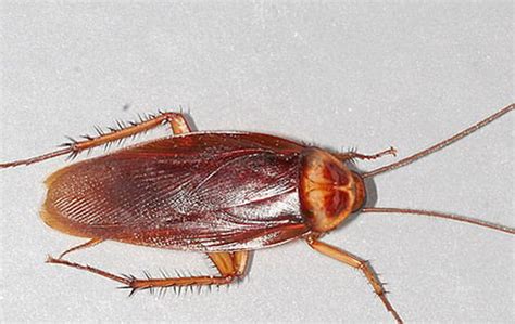 Types Of Roaches In House - Dear Adam Smith