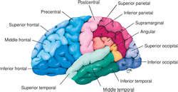 Gyrus | definition of gyrus by Medical dictionary