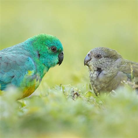 2023 Tips: Lucca Amorim — BirdLife Australia Photography Awards