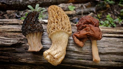 Morel Mushrooms 101: How to safely locate and harvest morels - YouTube