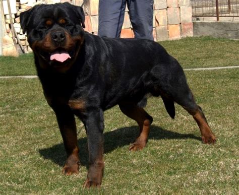 blockhead rottweiler - Google Search | Dogs | Pinterest | Rottweilers and Search