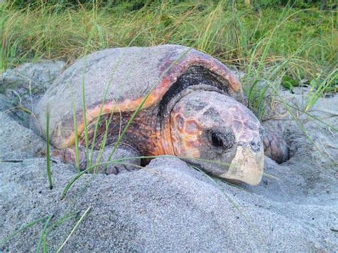 Nesting loggerhead sea turtle. Photo by Loggerhead Marinelife Center. - Share the Outdoors