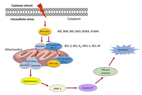 PROTACs are effective in addressing the platelet toxicity associated with BCL-XL inhibitors