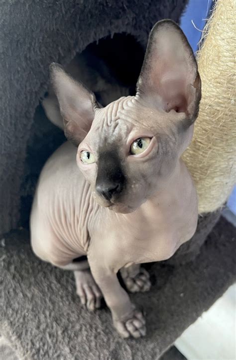 Sphynx For Sale in Osceola County (1) | Petzlover