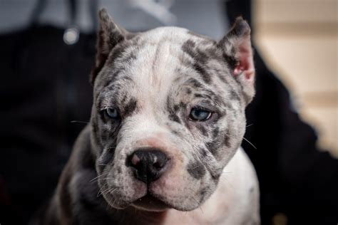 Pocket Bully Puppies for Sale | Pocket Bully