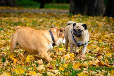 Premium Photo | English bulldog and pug playing in the autumn meadow...