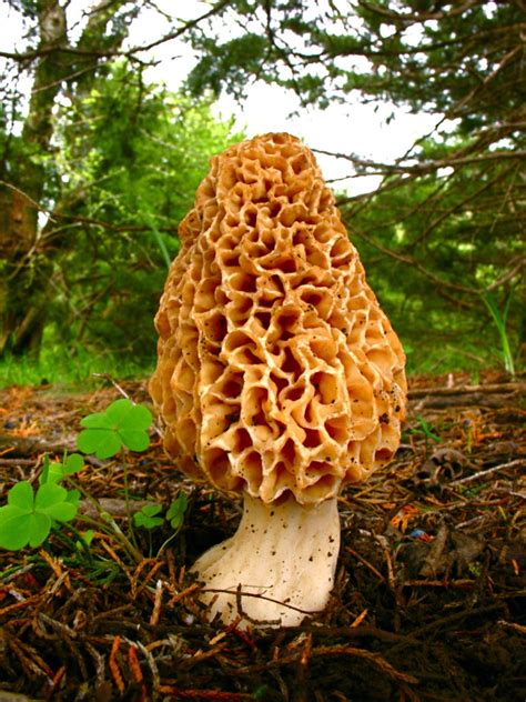 Wild about mushrooms: Local mushroom hunters anticipate their favorite time of year | News ...