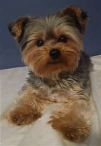 Different Yorkie Haircut Styles | Yorkshire Terrier Information