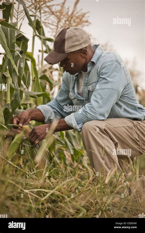 African American farmer tending crops Stock Photo - Alamy