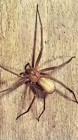 Most deadliest spiders in the world