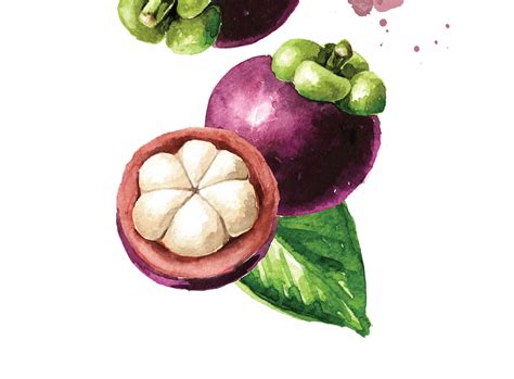 Mangosteen is the queen of tropical fruit for good reason - hospitality | Magazine