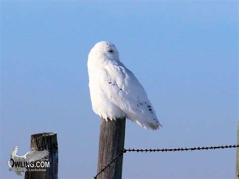 Snowy Owl - Owling.com