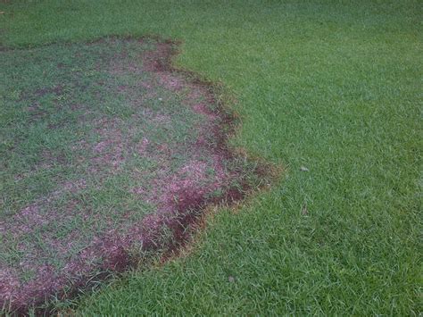 Brown Patch – On Fescue and Other Grasses (close up pictures) | Walter ...