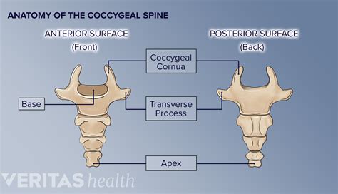 Coccyx Anatomy