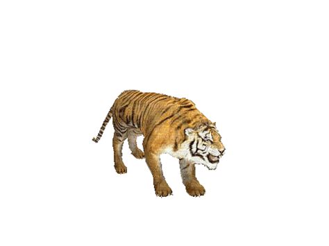 Tiger, tiger , animal , animated - Free animated GIF - PicMix