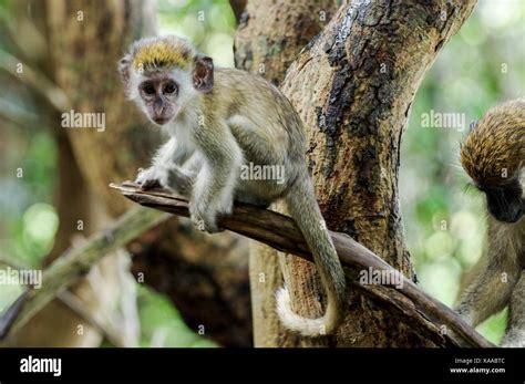 Bajan hi-res stock photography and images - Alamy