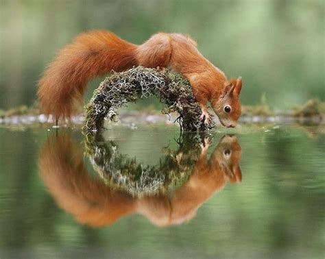 Wildlife Photographer Captures Nature's Magical Little Moments | Wildlife photography, Red ...