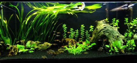 Who's Got/had/wants Black Sand? | Tropical Fish Forums | Tropical fish aquarium, Aquarium sand ...