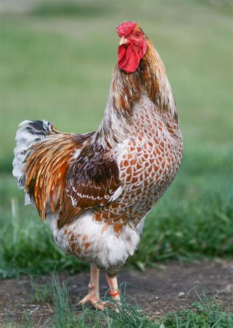 Wyandotte Chicken: Care Guide, Color Varieties and More… | Chickens And More