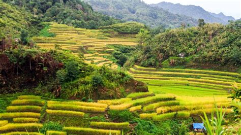 The Rice Terraces of the Philippines