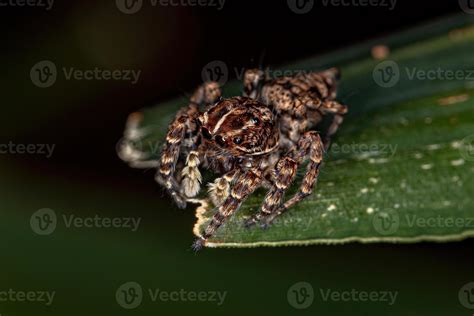 Female Jumping Spider 5485360 Stock Photo at Vecteezy