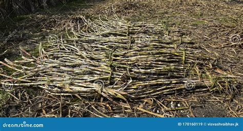 Sugarcane Crop Harvesting for Processing Stock Image - Image of field ...