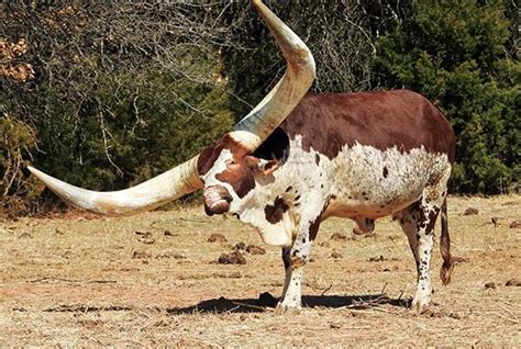 Beef Breeds: Watusi