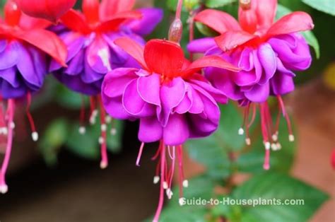 Fuchsia Plant Care - Growing Fuchsias in Baskets