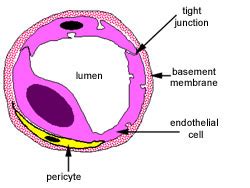 Circulatory System: The Histology Guide