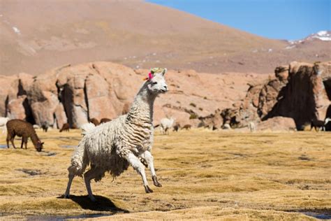 16 Awesome Native Animal Species You'll Find in Bolivia