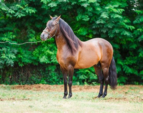 Paso Fino Horse — Full Profile, History, and Care