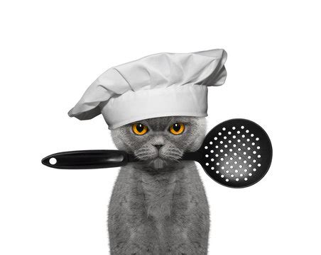 Cat Chef | ubicaciondepersonas.cdmx.gob.mx