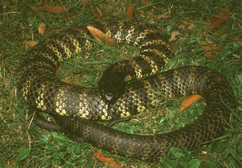 Tiger Snake Facts and Pictures | Reptile Fact