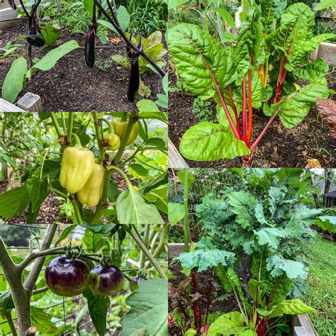 I love having a colorful veggie garden : r/vegetablegardening