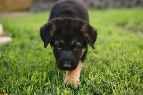 German Shepherd Puppies Wallpapers - Top Free German Shepherd Puppies ...