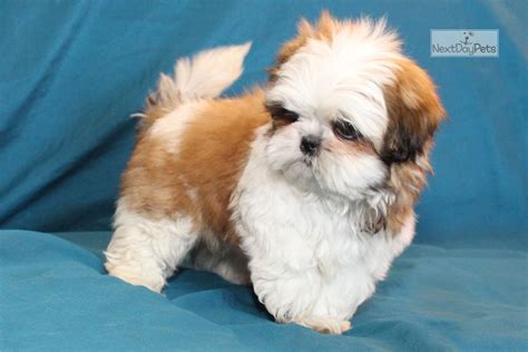 Princess : Shih Tzu puppy for sale near Louisville, Kentucky ...