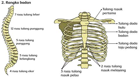 Tren Gaya 30+ Rangka Badan Manusia