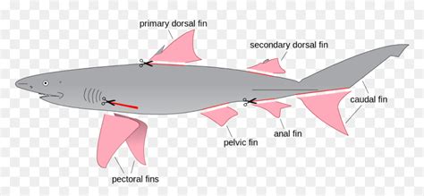 Shark Labelled Diagram