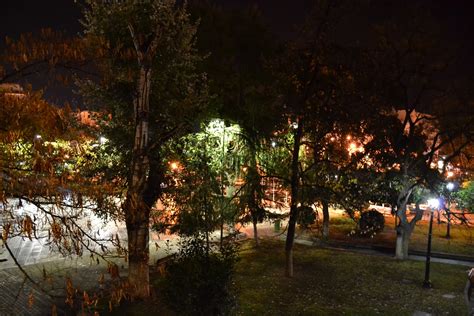 mi vidis ion: Trees in a park at night