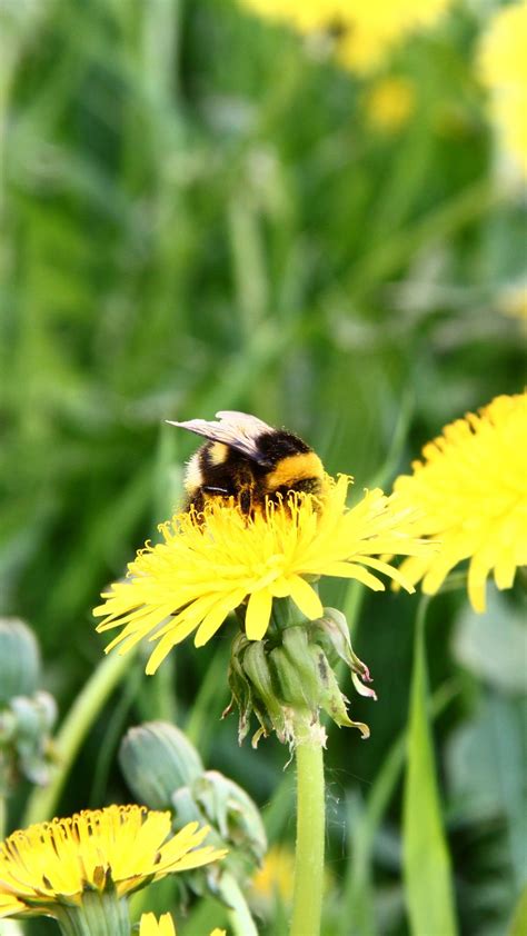 Download wallpaper 1080x1920 bumblebee, dandelion, pollination, grass ...