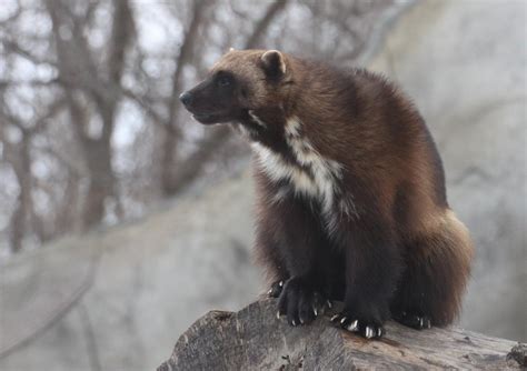 Michigan Exposures: Bring on the Wolverines...