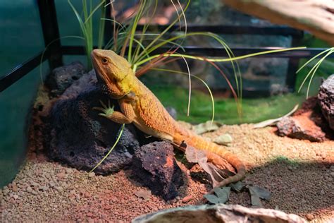 What Reptile Supplies to Buy Before Owning a Pet