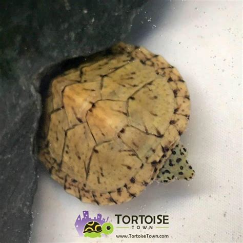 Razor back musk turtle for sale | razor back musk turtles for sale